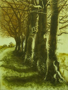 Dorset Beeches